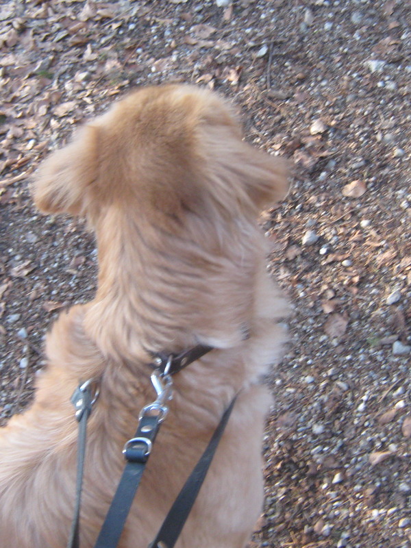 Ein aufmerksamer Hund, der brav auf sein Herrchen aufpasst