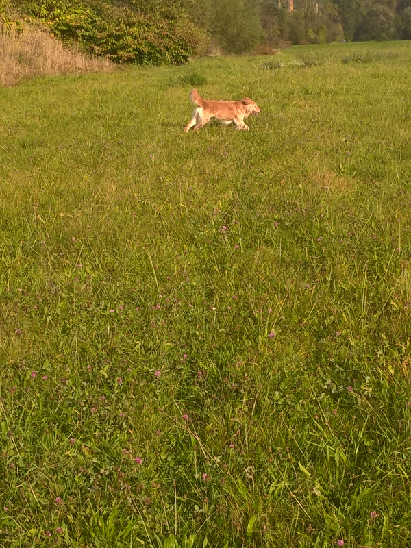 ... und sich von Herrchen jagen zu lassen!